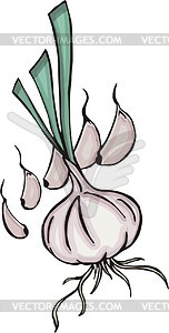 Garlic - vector image