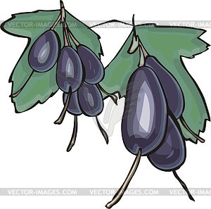 Fragrant gooseberry - vector clipart