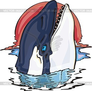 Killer whale (orca) - vector clipart