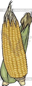 Maize - vector clipart