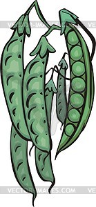 Pea - vector clipart