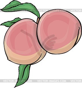 Peaches - vector clip art