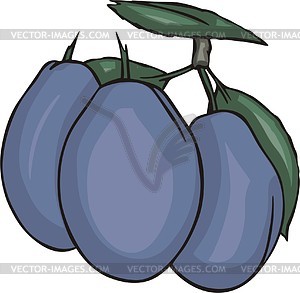 Plums - vector image