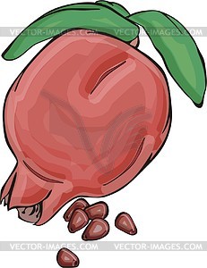 Pomegranate - vector clipart