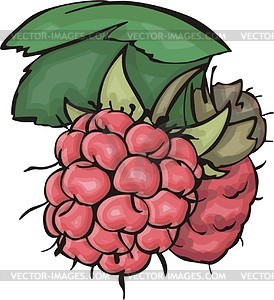 Raspberries - vector image