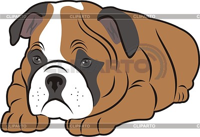 Buldog | Fotos Stock y Clipart vectorial EPS | CLIPARTO