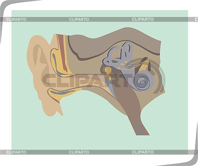 Ухо человека | Векторный клипарт |ID 2009872