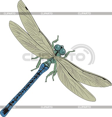 Dragonfly | Stock Vector Graphics |ID 2010736