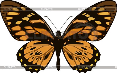 Бабочка Papilio zagreus | Векторный клипарт |ID 2018825