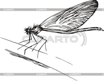 Insect | Stock Vector Graphics |ID 2006039
