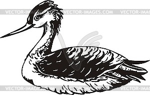 Duck - vector clip art