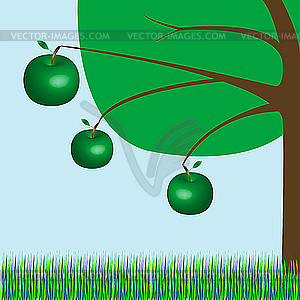 Яблоня с большими зелеными яблоками - клипарт в векторе / векторное изображение