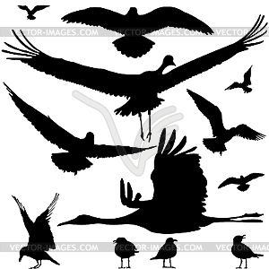 Птичьи силуэты - векторное изображение