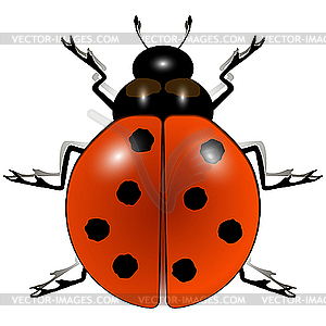 Ladybug against white - vector clipart