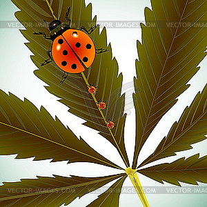 Ladybugs on cannabis leaf - vector clipart