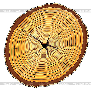 Wooden cross section - vector image