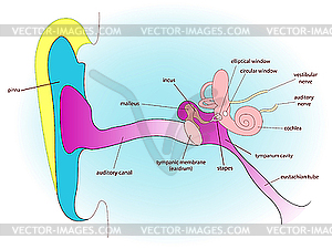 Ear anatomy - vector image