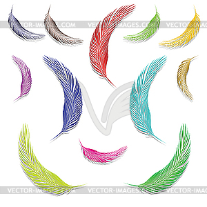 Feathers in colors - vector image