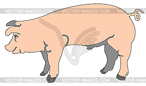 Cartoon of pig - vector clipart / vector image