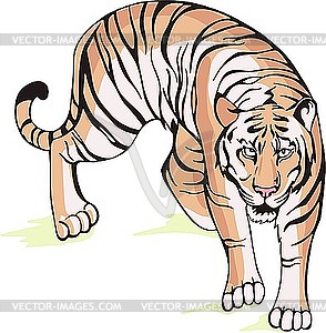 Tiger - vector image