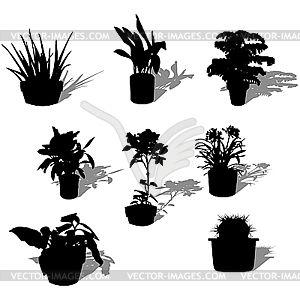 Potted plants - vector image