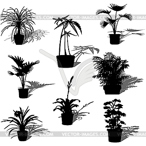 Potted plants - vector image