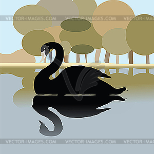 Black swan - vector image