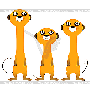 Curious meerkats - vector image