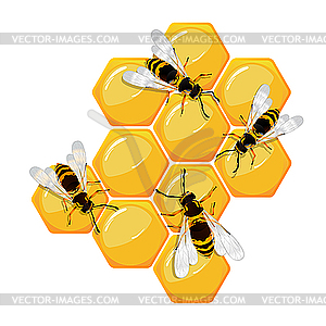 Bees on honeycomb - vector clip art