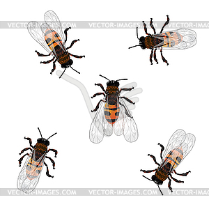 Working bees - vector image