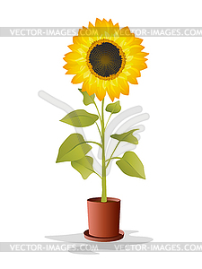 Potted sunflower - vector clipart / vector image