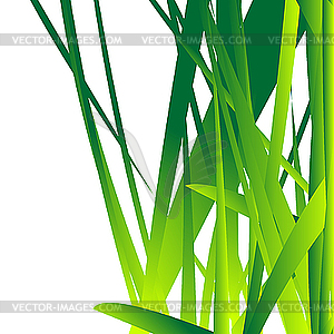 Fresh grass - vector image