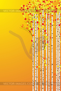 Autumn birch forest - vector image