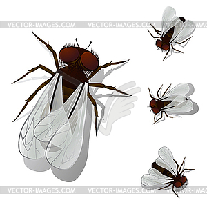 House fly - vector clipart / vector image