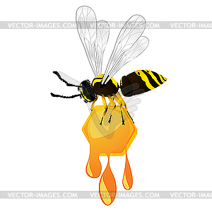 Wasp and honey - vector image