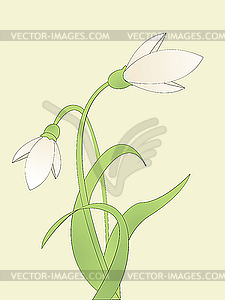 Common snowdrop - vector image