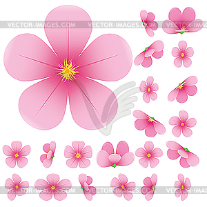 Sakura flower - vector clip art