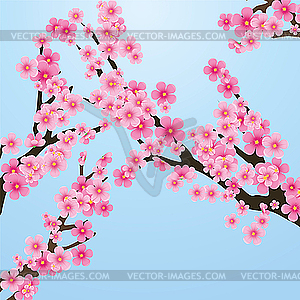 Sakura - vector clip art