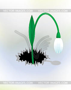 Snowdrop flower - vector clipart