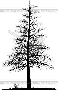 Tree silhouette - vector clipart