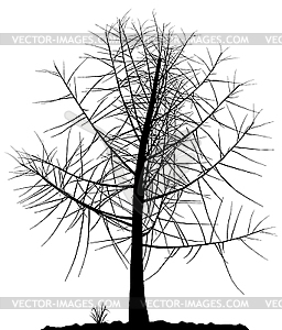 Tree silhouette - vector image