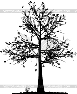 Tree silhouette - vector image