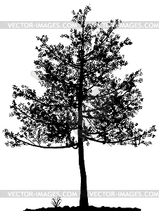 Tree silhouette - royalty-free vector image