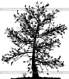 Tree silhouette - vector clipart