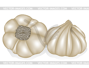 Garlic - vector clipart / vector image