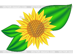 Sunflower - vector EPS clipart