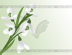 The first snowdrops - vector clip art