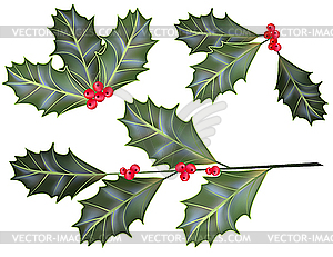 Holly leaves and berries - vector image