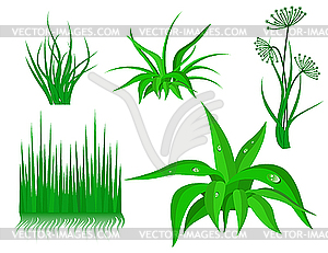 Green grass - vector clipart