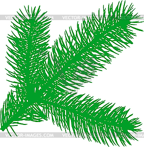 Firtree branch - vector clipart